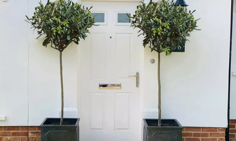 Olive Standard Tree – 1 or 2 Plants with Optional Patio Pot