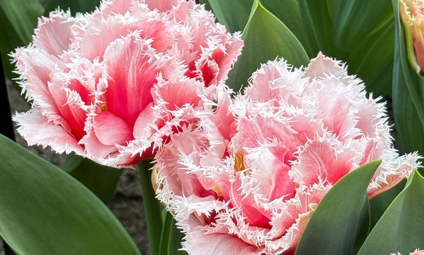 Image 4: 10, 15 oder 20x Tulpen-Blumenzwiebel 