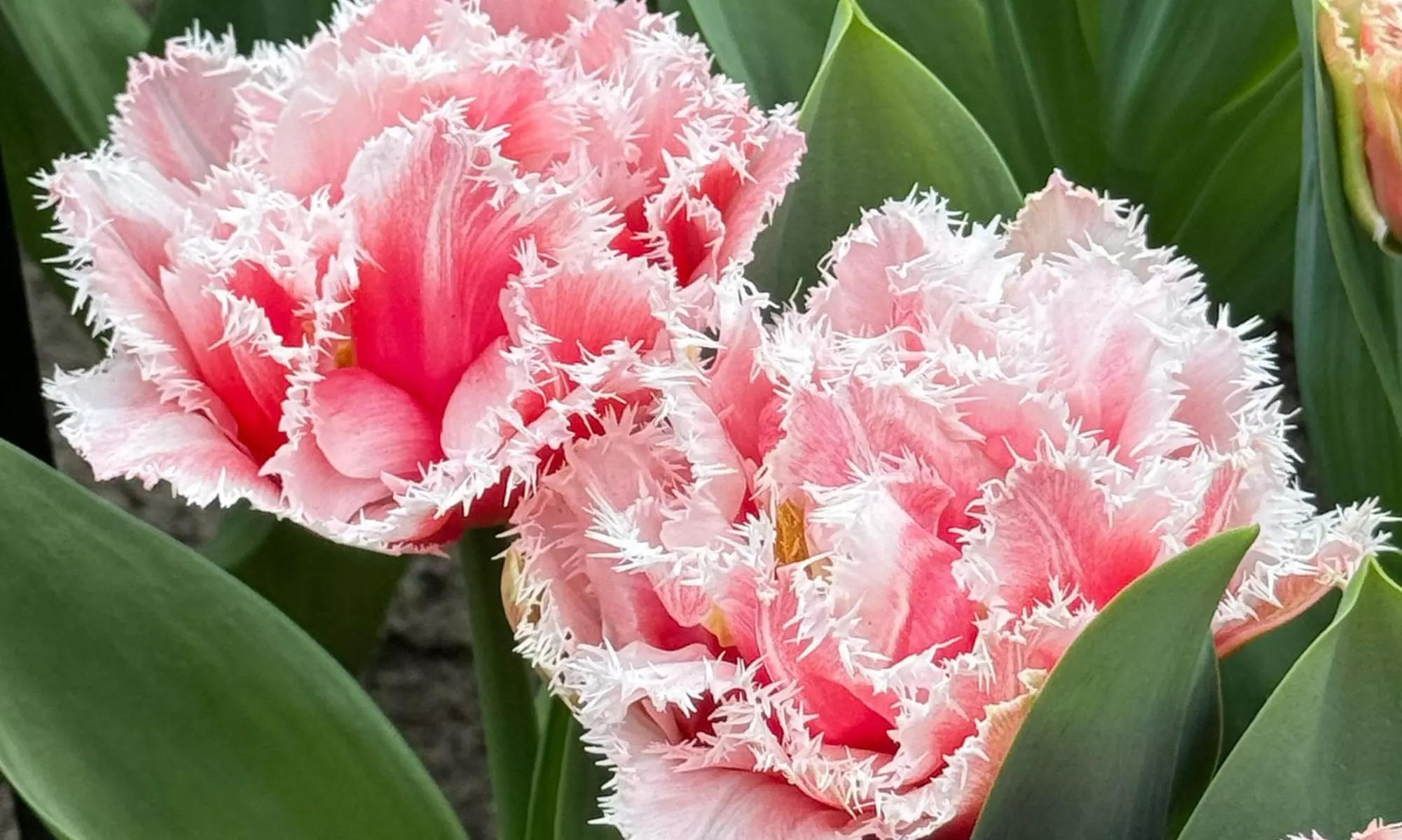 10, 15 oder 20x Tulpen-Blumenzwiebel in Weiß-Rosa - Image 4