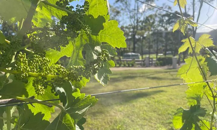 Up to 50% Off on Restaurant Speciality - Beer Tasting / Flights at Cael's Gate Wines