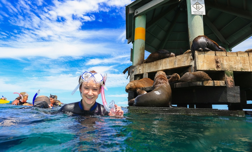 Image 3: 1.5-Hour Wildlife Adventure Cruise or 2-Hour Snorkel with Seals