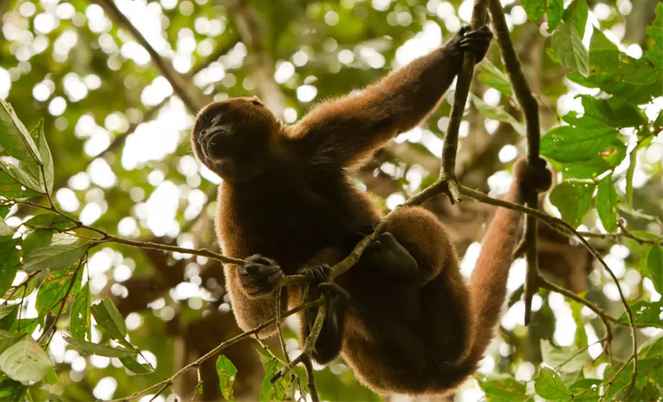 8-Day Multi-City Ecuador and Amazon Tour with Airfare. Price/person Based on Double Occupancy.  - Primary Image