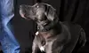 $99 for a Two-Hour Pet Photo Shoot with Image CD from Images by Melissa ($211 Value)