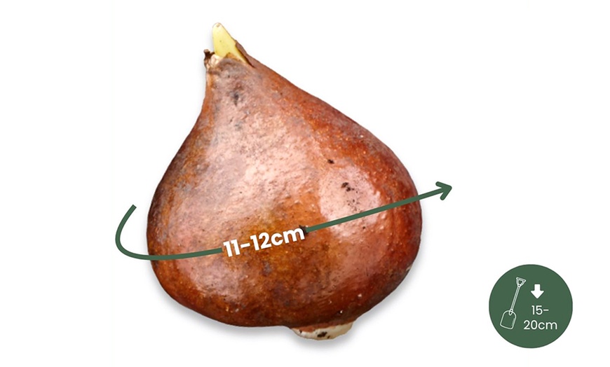 Image 10: Tot 20 'Parrot Mix'-tulpenbollen