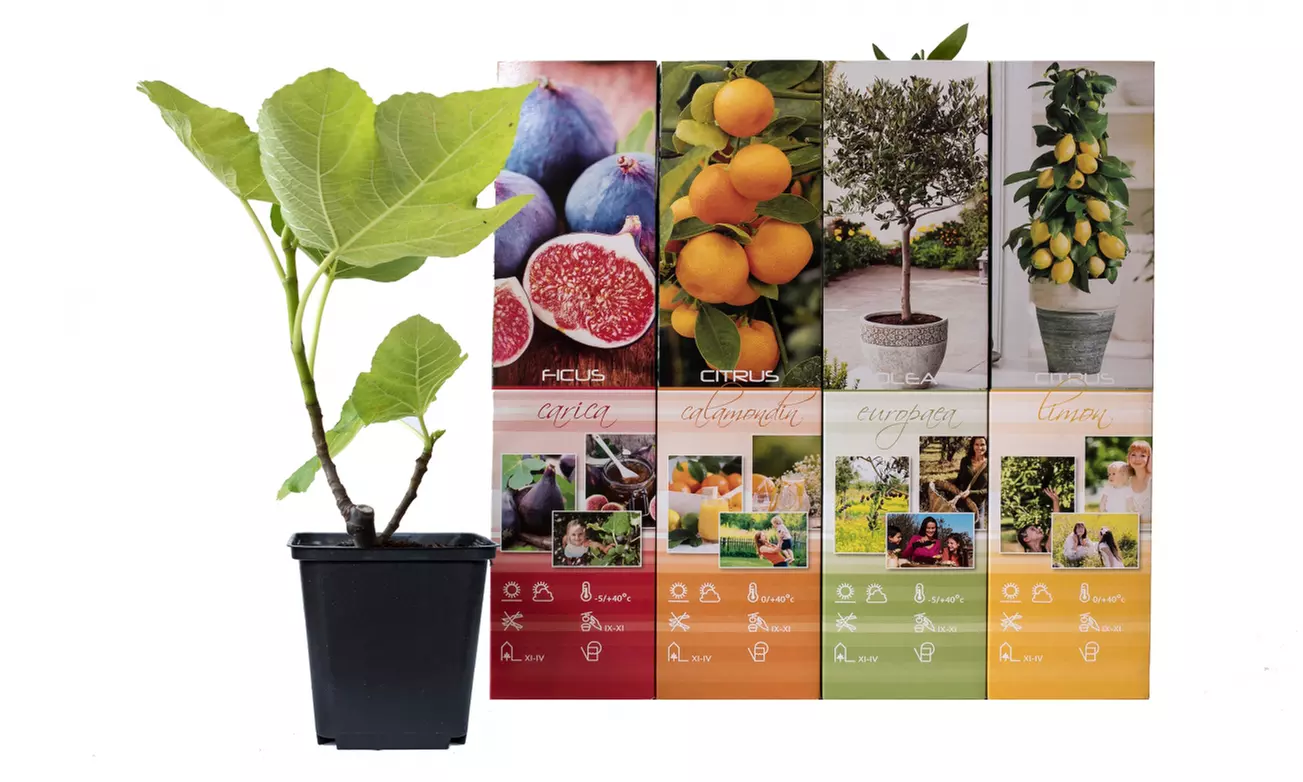 4 plantas mediterráneas