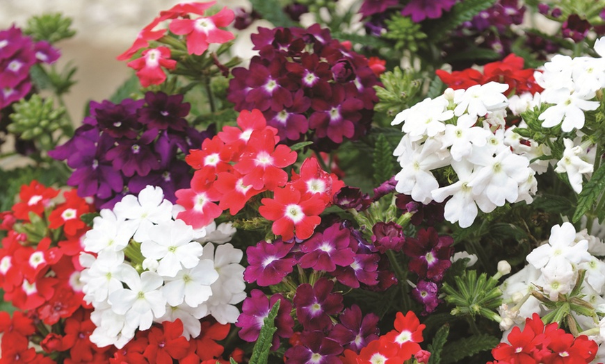 Image 22: 15 Mixed Garden Ready Summer Bedding Plant Collection