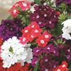 Image 22: 15 Mixed Garden Ready Summer Bedding Plant Collection