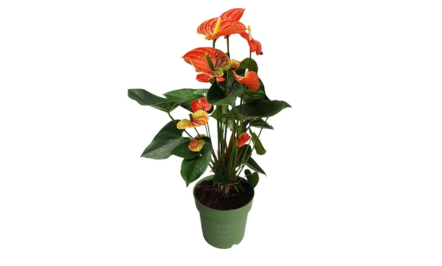 Image 4: Anthurium