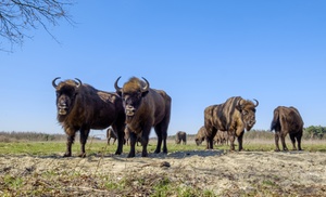 Brabant: 2-persoonskamer met ontbijt en naar keuze diner(s)