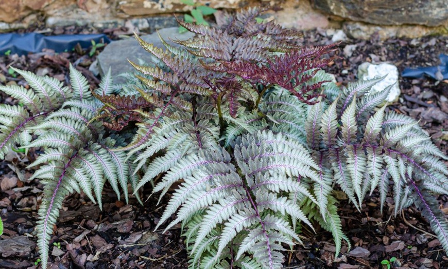 Image 1: One or Three Japanese Painted Ferns
