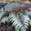 Image 1: One or Three Japanese Painted Ferns
