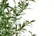 Plante artificielle décorative olivier, taille au choix - Second Medium