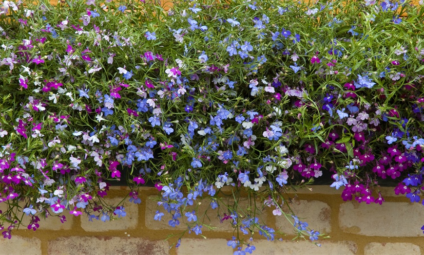 Image 4: Lobelia Monsoon and Cascade