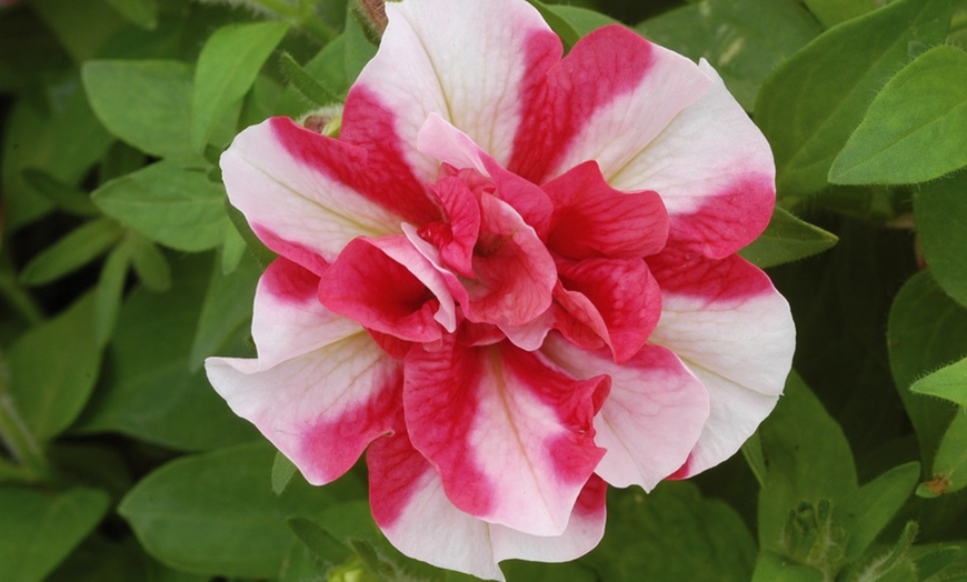 Image 3: Scented Petunia Frills and Spills, 5, 10 or 20 Plants