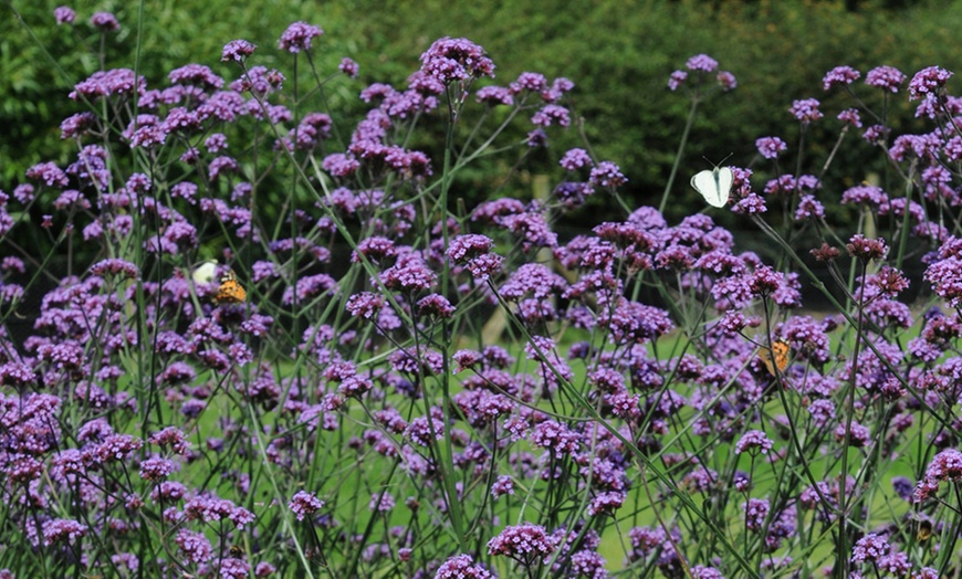 Image 6: 15 or 30 Verbena Buenos Aires Perennials Plug Plants