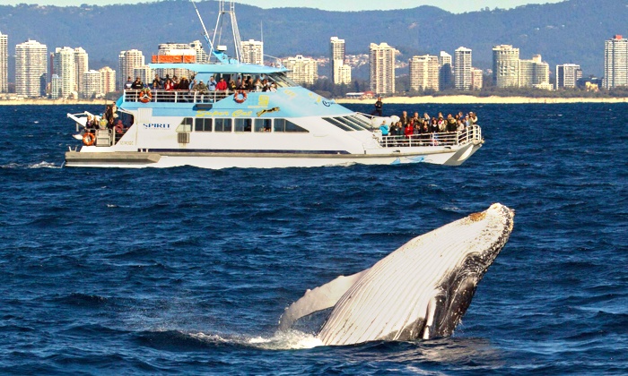 Spirit of Gold Coast Whale Watching in - Main Beach, Gold Coast | Groupon