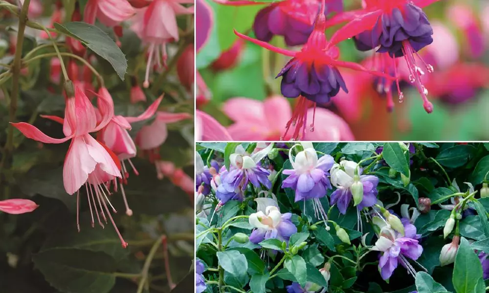 3, 9 or 18 Fuchsia Hardy Collection Postiplugs - Primary Image