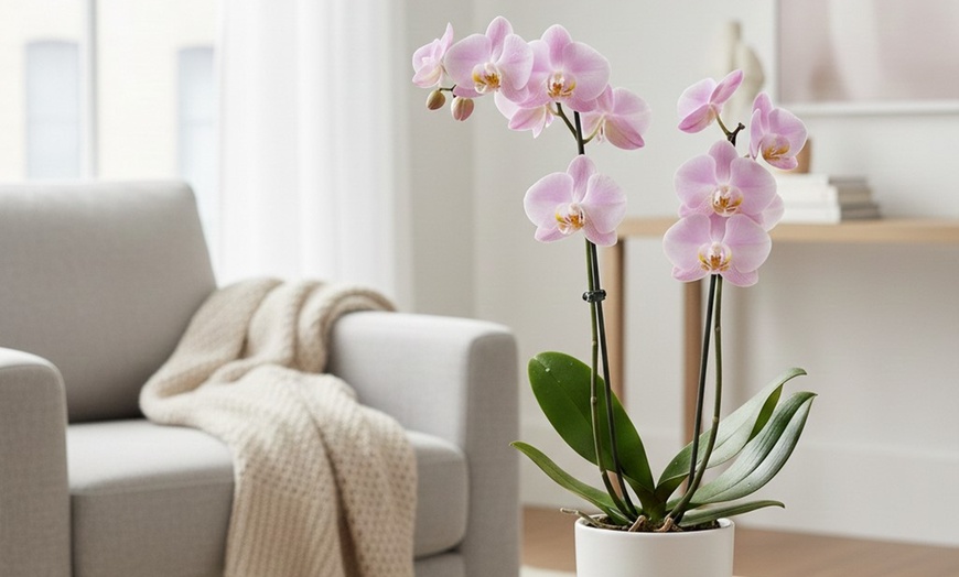 Image 3: Live Orchid Deal: Elegant Light Pink Orchid with Free Shipping Up to 28% Off