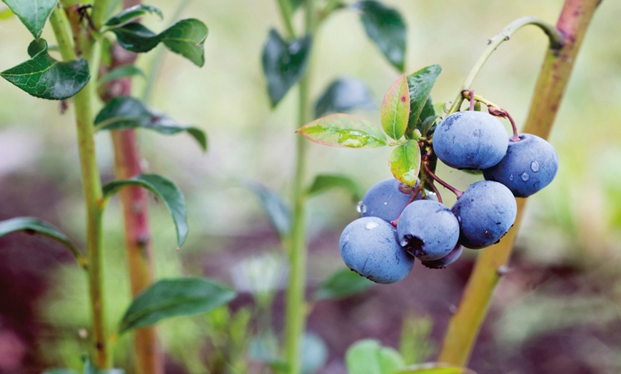 Image 2: 23 Fruit Plants Collection