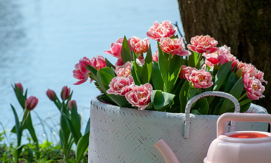 Image 3: Bulbes de tulipe double frangée "Queensland"