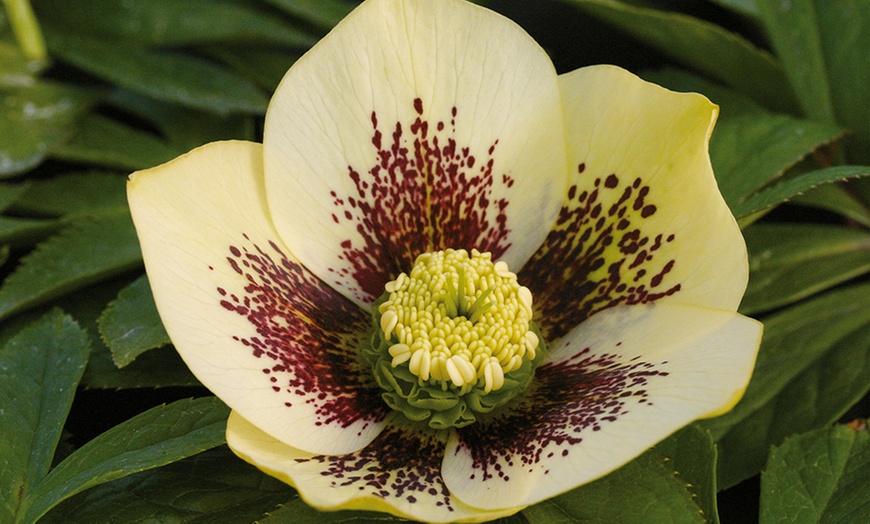 Image 4: 10 Hellebore Hybrid Plants
