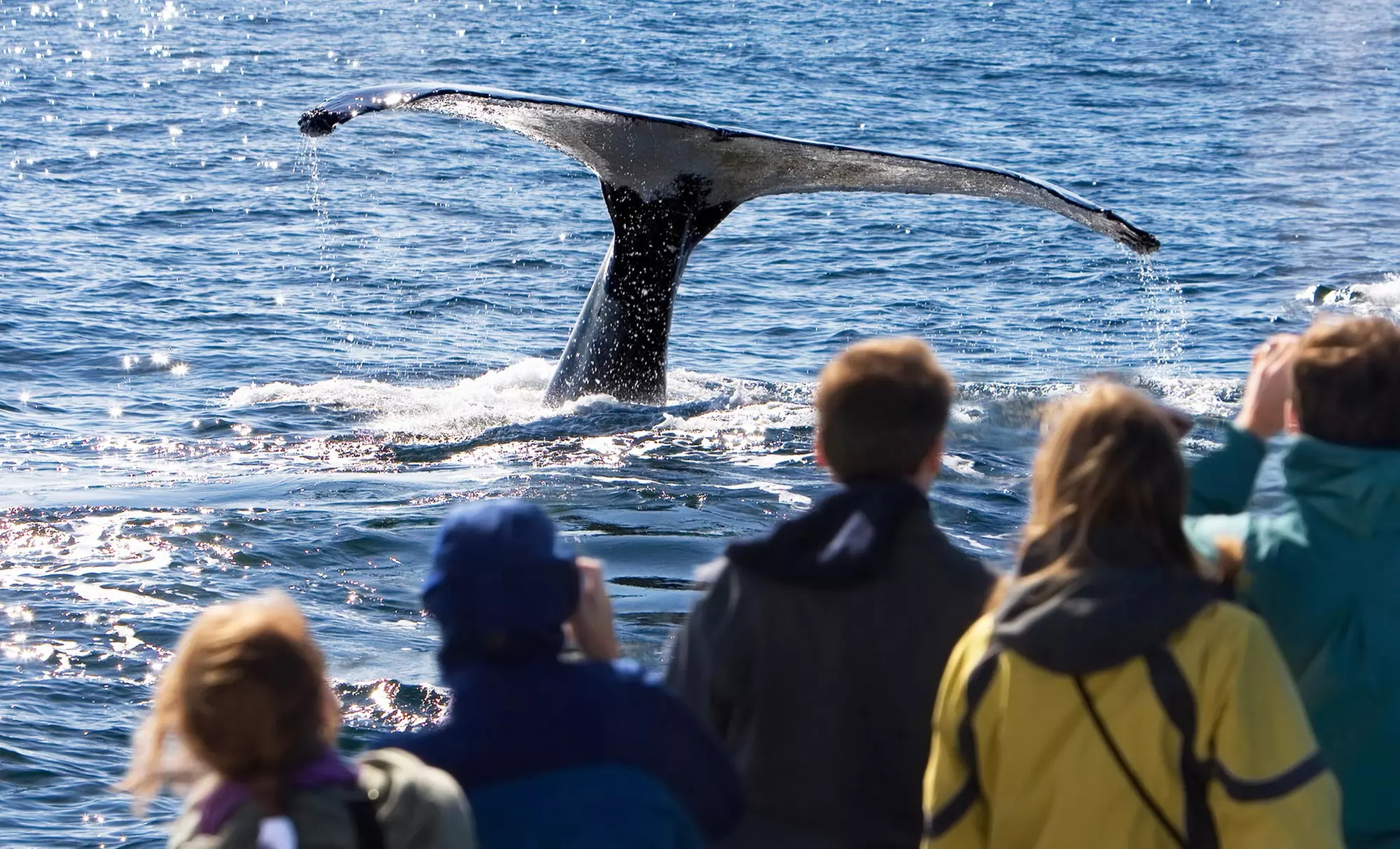 Whale-Watching Tour for Two from Capt John Whale Watching and Fishing Tours (Up to 48% Off). Two Date Ranges. - Primary Image