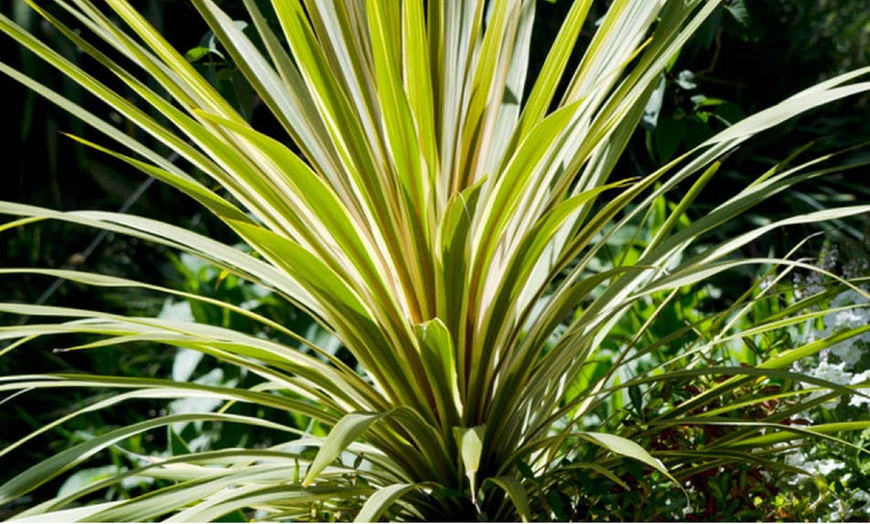 Image 1: Cordyline australis 'Torbay Dazzler'