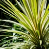Image 1: Cordyline australis 'Torbay Dazzler'