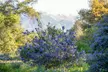 Discover Serene Beauty & Explore 86 Acres of Rare California Native Plants at California Botanic Garden - Second Medium