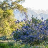 Image 3: Explore Rare Native Plants at California Botanic Garden