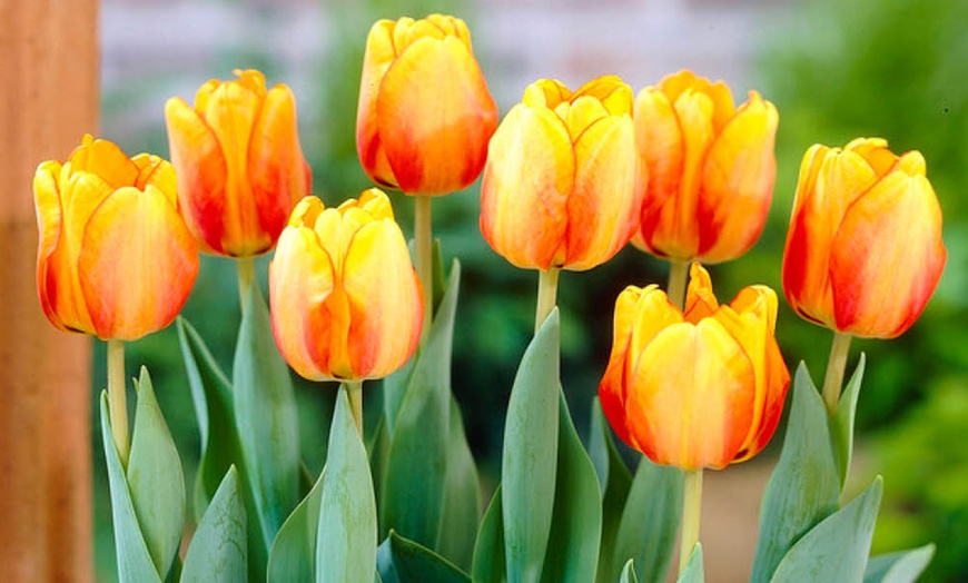 Image 1: One or Two Tulip Blushing Apeldoorn Spring Flowering Bulbs