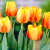 Image 1: One or Two Tulip Blushing Apeldoorn Spring Flowering Bulbs