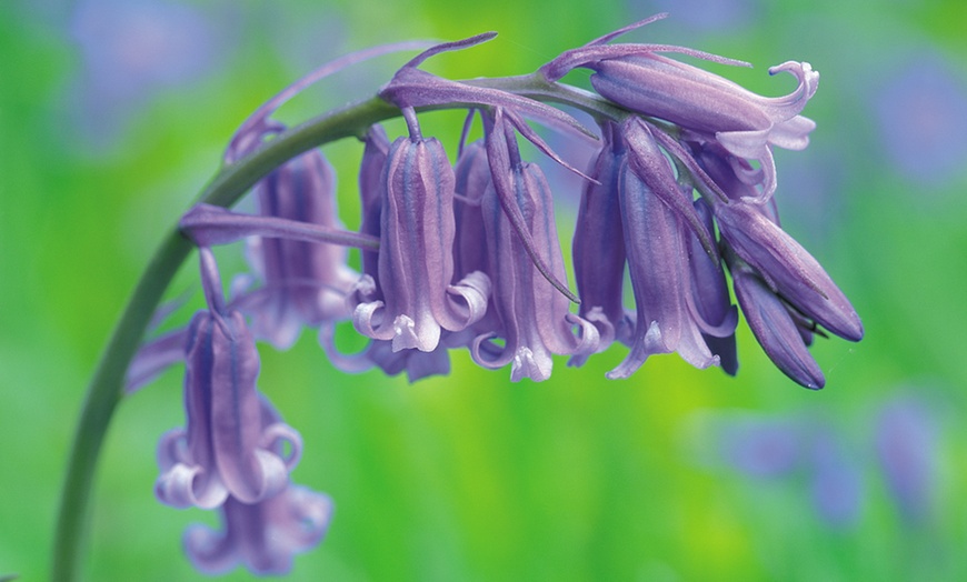 Image 3: Bluebells or Snowdrop Bulbs 