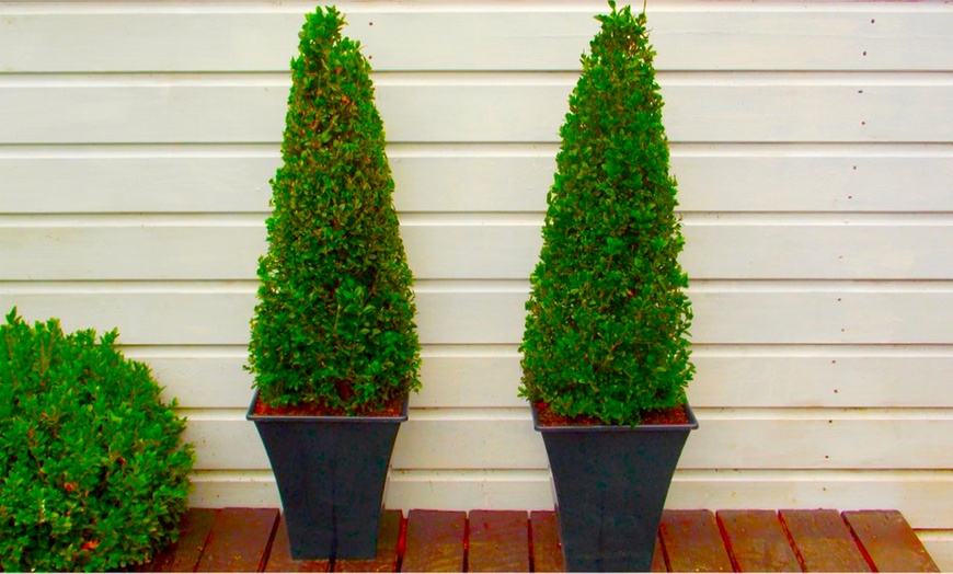 Image 1: Two Topiary Buxus Pyramids