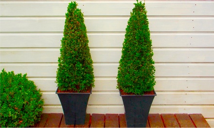 Two Topiary Buxus Pyramids | Groupon Goods