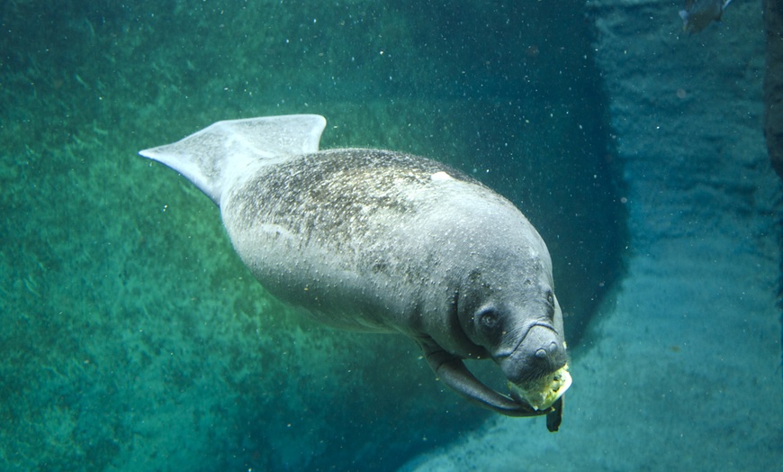 Image 11: Bilet do wrocławskiego ZOO wraz z Afrykarium 