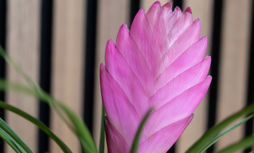 Image 5: Rootz 3er-Set Blaue Tillandsien inkl. Bulumentöpfen