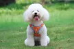 Dog Harness & Leash Set - Reflective, No-Pull (Small/Medium Dogs) - Second Medium