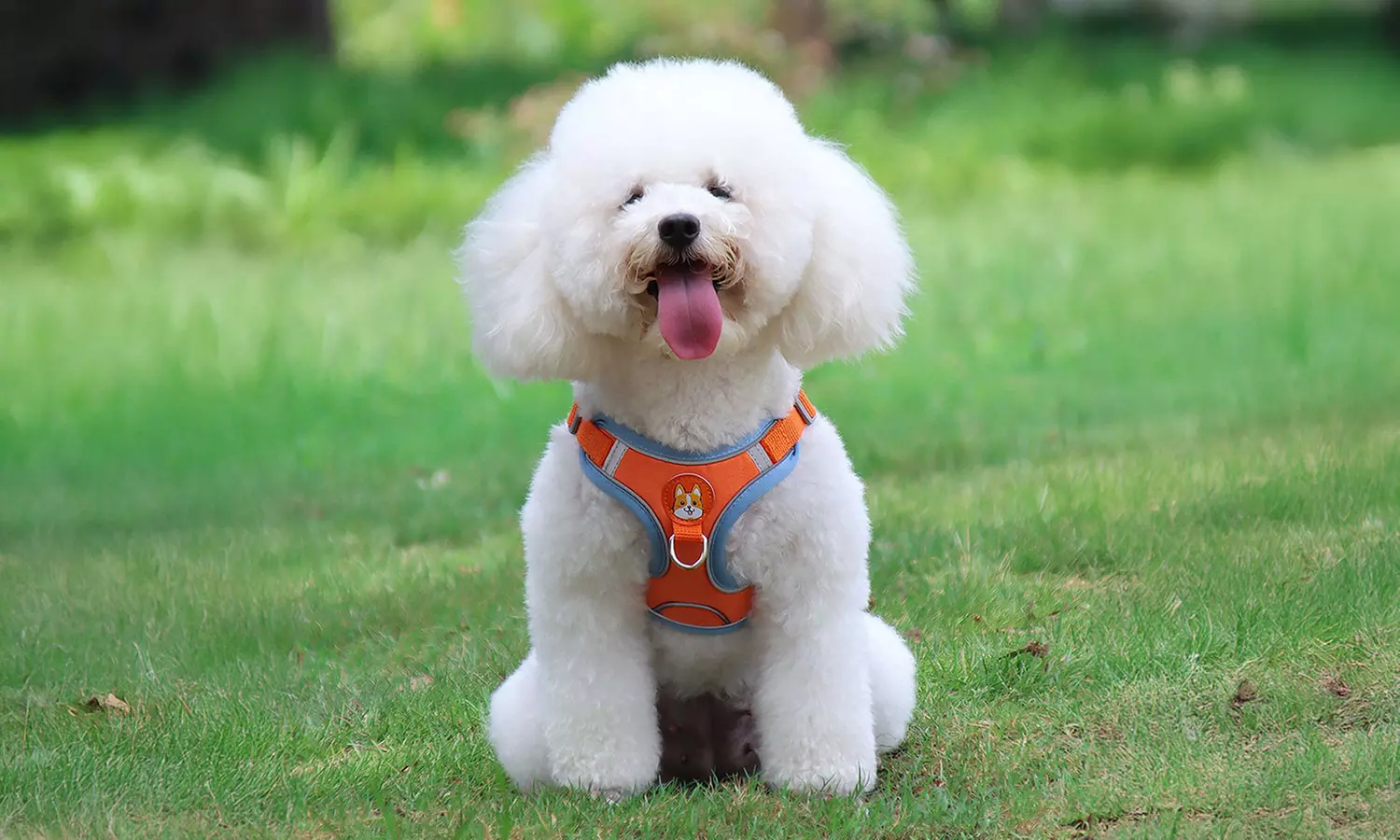 Dog Harness Leash Set with Collar Reflective No Pull for Small Dogs