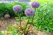Giant Purple Ornamental Allium Flowers (3, 6, and 12 Bulbs with Planting Tool) - Second Medium