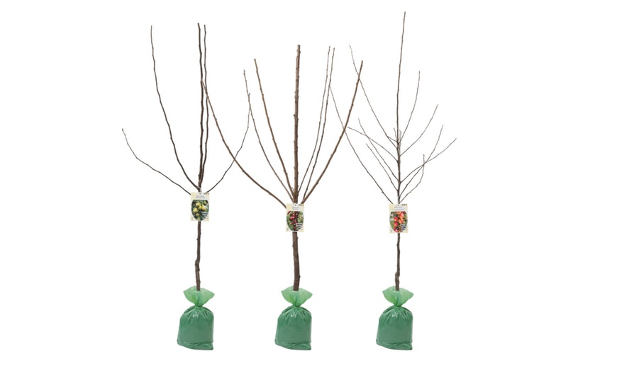 Image 3: Ensemble de 3 arbres fruitiers : pommier, poirier et cerisier doux