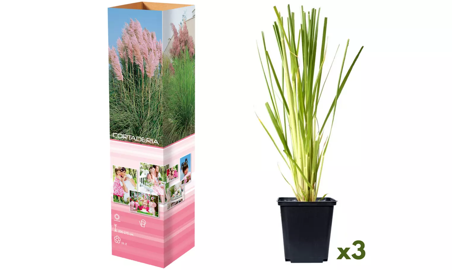 3 o 6 piante di Pampasgras americano
