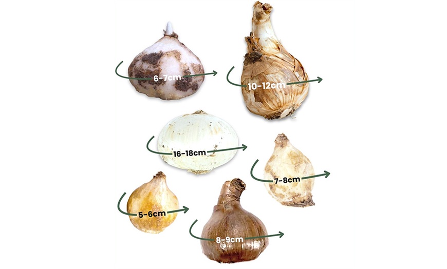 Image 2: 50x Sweets for Insects Blumenzwiebel-Mischung