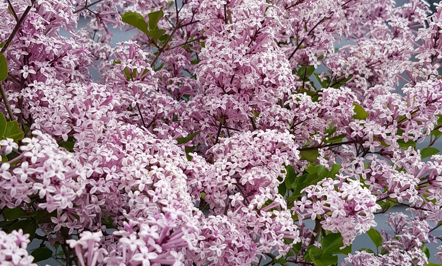 Image 3: Lilac Syringa Palibin Standard Potted Plants