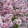 Image 3: Lilac Syringa Palibin Standard Potted Plants