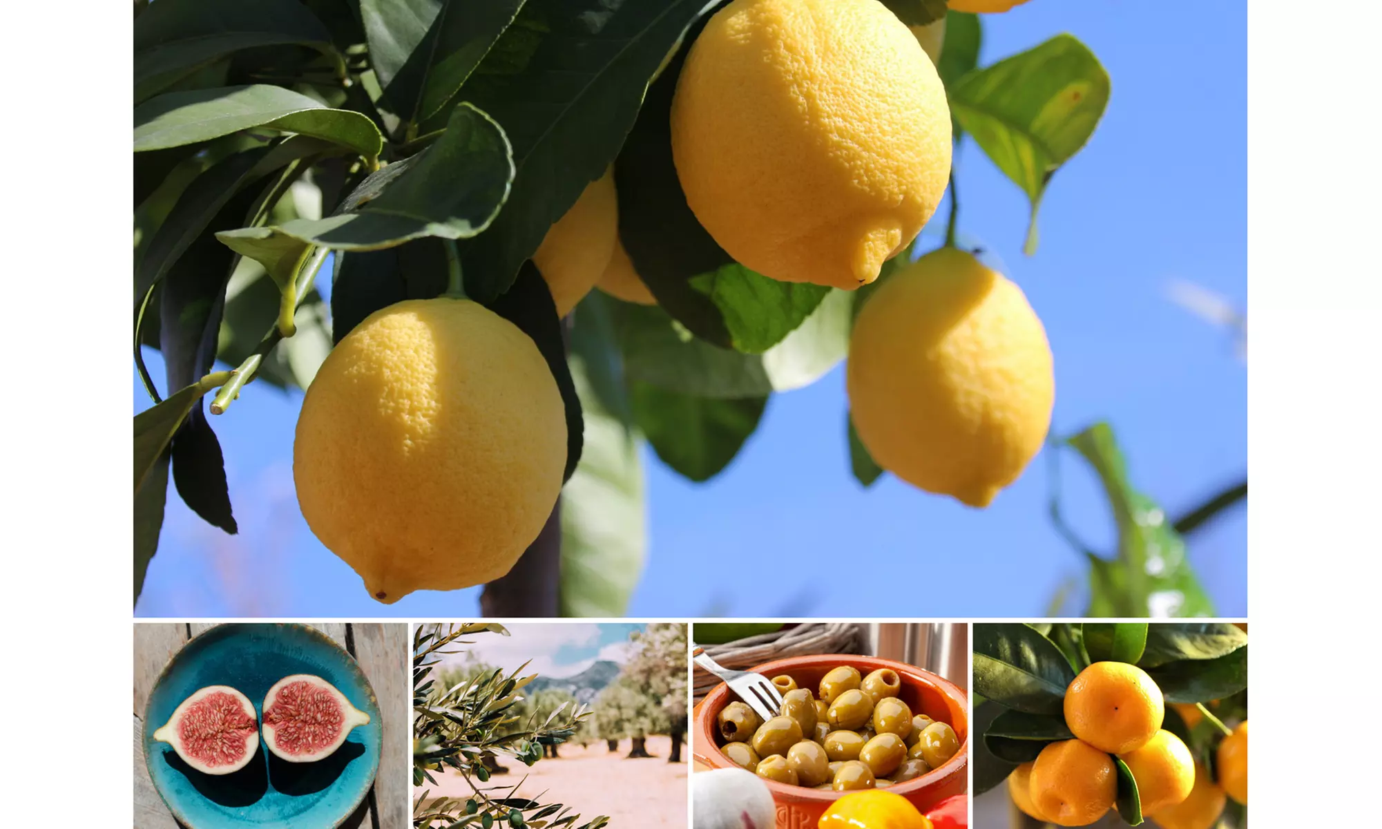 Set di 4 o 8 piante mediterranee