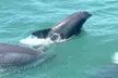 Experience Catamaran Dolphin Cruise with Southern Shores Cruises (Up to 21% Off) - Second Medium