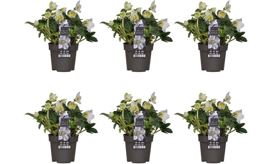 Image 3: Set de 3 ou 6 Hellébores "Christmas Carol" à floraison hivernale