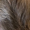 Image 10: Buzz or Scissor & Clipper Cut for Adults – Clean, Easy Style