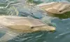 2-Hour Sunset & Dolphin Eco Tour- Top Rated Experience in St Pete Beach, Gulfport, FL (Up to 27% Off)